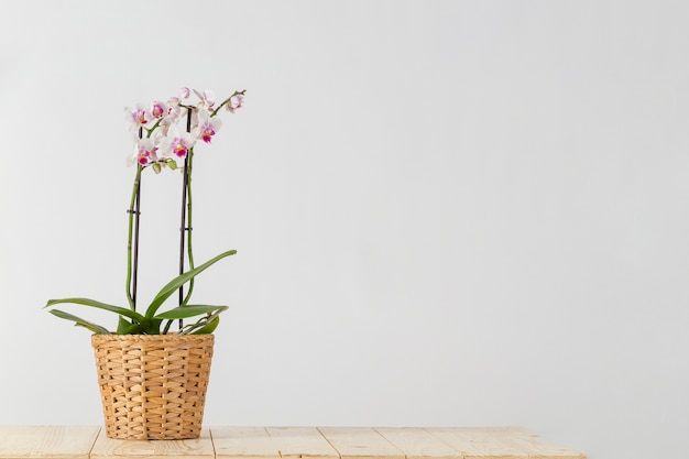 Photo wicker flowerpot avec des orchidées