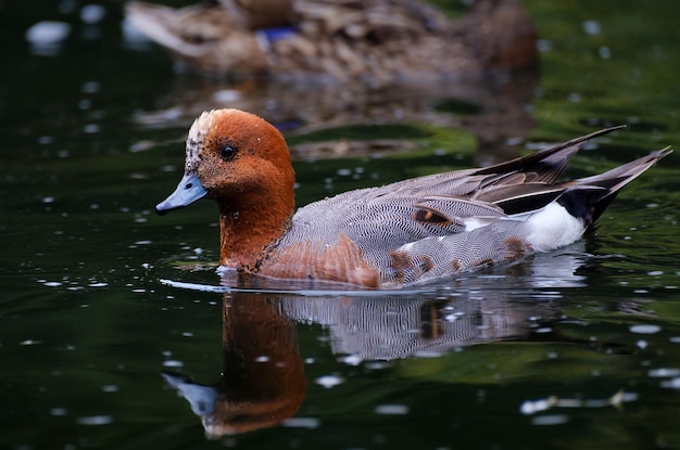 Le wigeon eurasien dans l'eau Mareca penelope