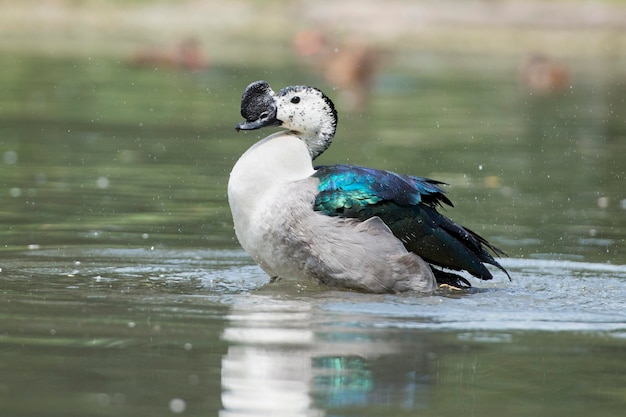 Wiild Duck tout en éclaboussant sur l'eau