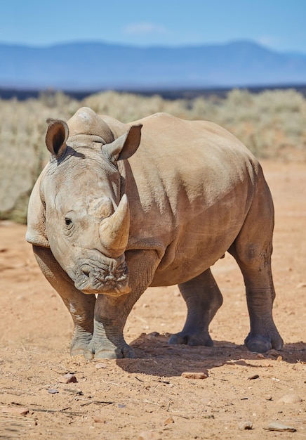 Wild Africa Shot d'animaux sauvages dans la brousse africaine