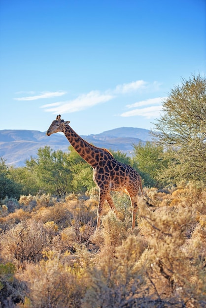 Wild Africa Shot d'animaux sauvages dans la brousse africaine