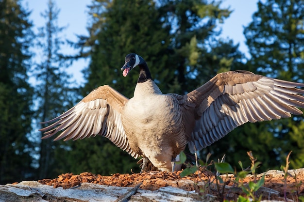 Wild Angry Goose déploie ses ailes pour montrer sa domination