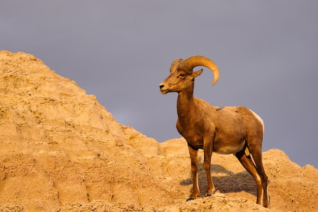 Wild Animal High Desert Mouflon Mâle Bélier