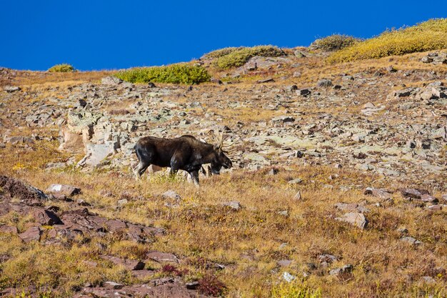 Wild Bull Moose dans les montagnes d'automne, Colorado, USA