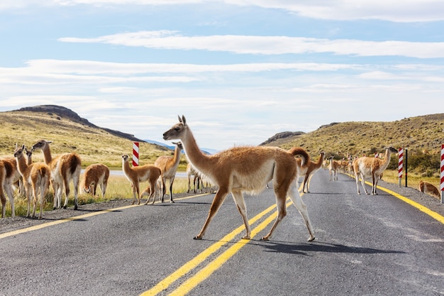 Wild Guanaco (Lama Guanicoe) dans les prairies de Patagonie, Chili, Amérique du Sud