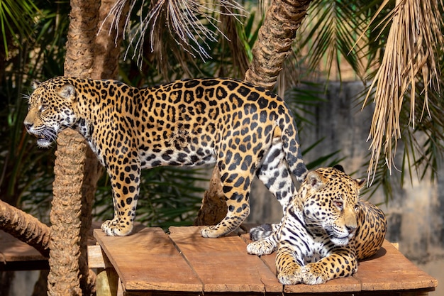 Wild Jaguar Panthera onca en mode portrait et mise au point sélective