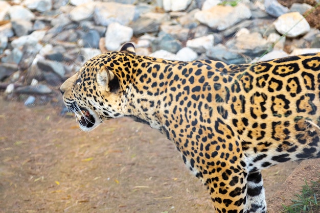 Photo wild jaguar panthera onca en mode portrait et mise au point sélective