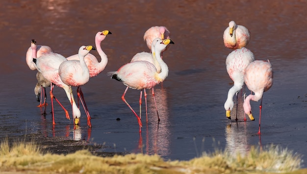 Wild James Flamingo mange et se détend à Laguna Colorada. Altiplano. Bolivie. Amérique du Sud
