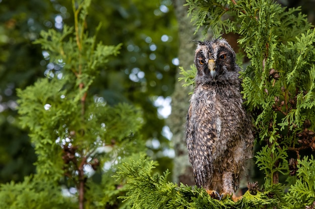 Wild Longeared Owlet Asio otus portrait Un oiseau mouillé après la pluie