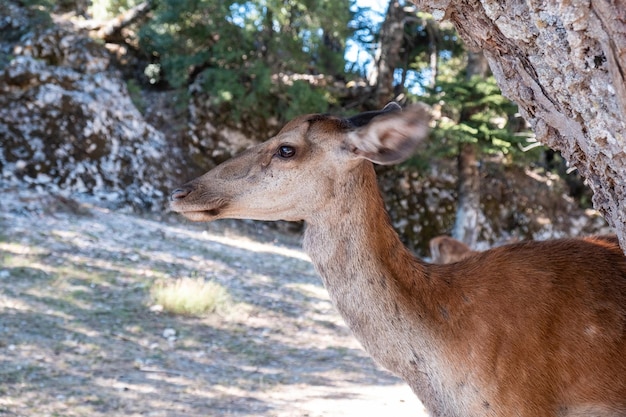 Photo wild red deer cervus elaphus à parnitha forest mountain grèce arrière-plan flou
