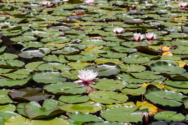 Photo wilde white water lilli avec des feuilles le dimanche sur la piscine