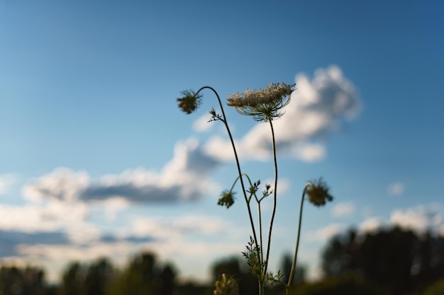 Wilderneaa Belles fleurs sauvages