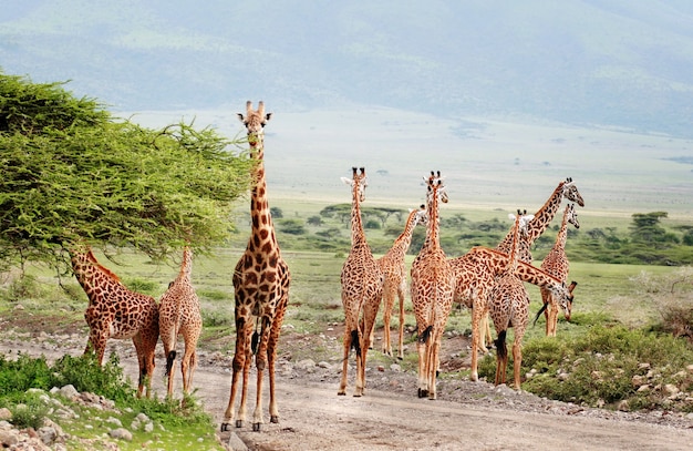 Wildlife Africa, le groupe de girafes traversant la route dans le parc national du Serengeti.