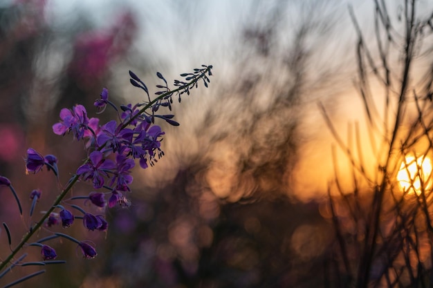 Willowherb dans le champ au coucher du soleil