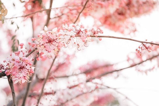 Wishing Tree, Pink Shower, Pink cassia sont de belles fleurs roses de Thaïlande.