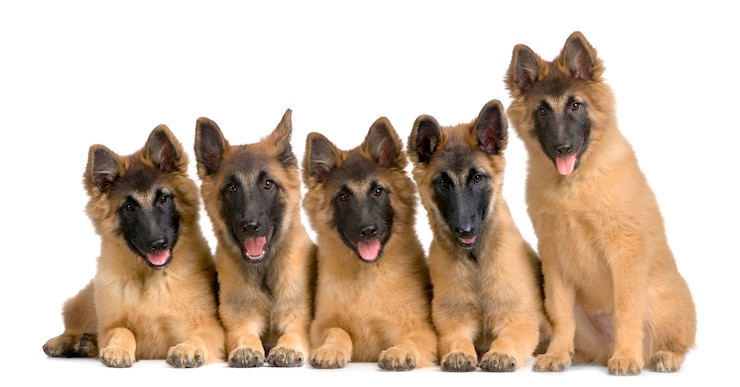 Photo wolfpack de cinq chiots tervuren belge