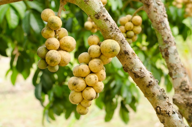 Wollongong poussant sur un arbre (Lansium domesticum)