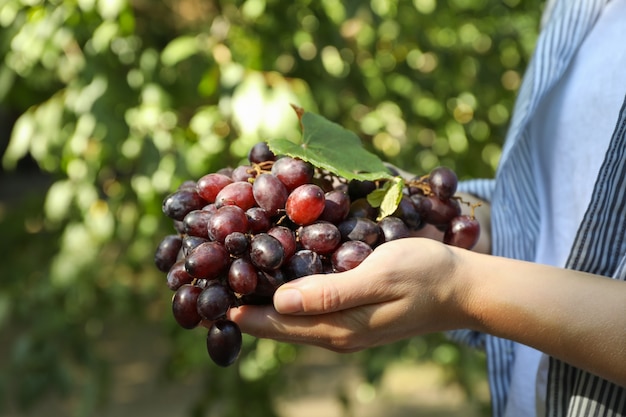 Woman hold raisin mûr frais avec des feuilles en plein air