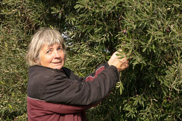 Woman picking olives à la main