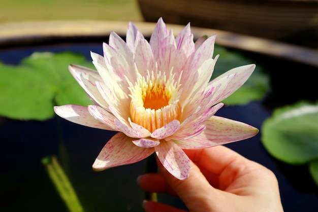 Woman's Hand de toucher un magnifique nénuphar Nymphaea Paranee Hardy dans la lumière du soleil