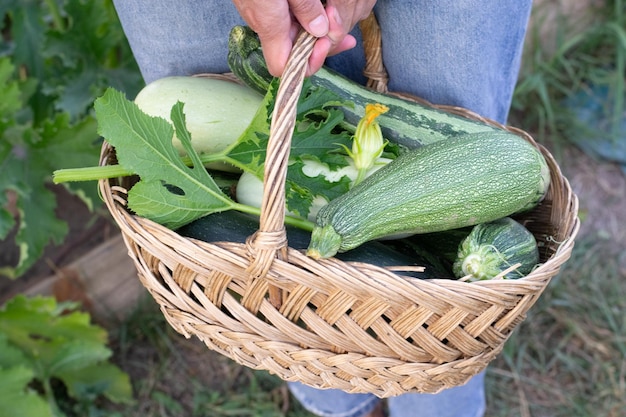 Woman's hands holding panier de courgettes fraîches dans le jardin