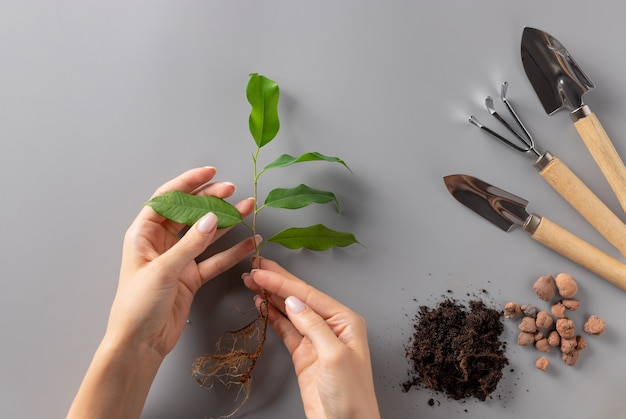 Woman's hands holding young plant et ensemble d'outils de jardinage