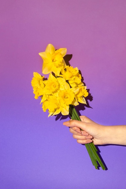 Womans hand holding bouquet de jonquille jaune en fleurs sur fond violet ombre idée de fête des mères