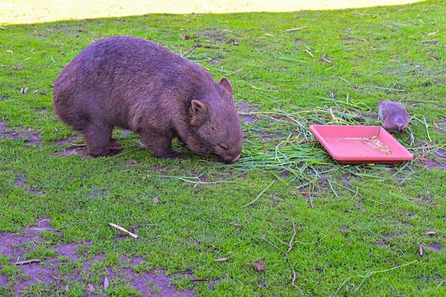 Le wombat mange de l'herbe.