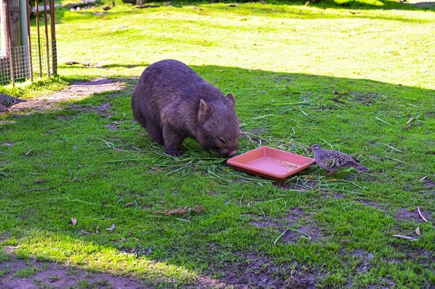 Photo le wombat mange de la nourriture.