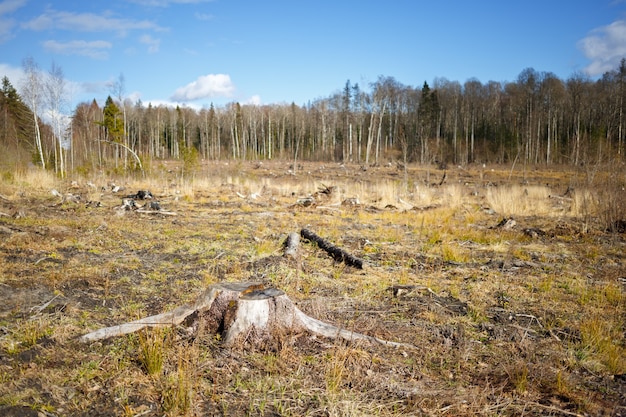 Woods Logging Stump après la déforestation Hack Woods