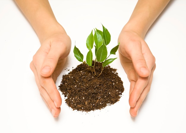 Wooman tenant une plante entre les mains sur blanc