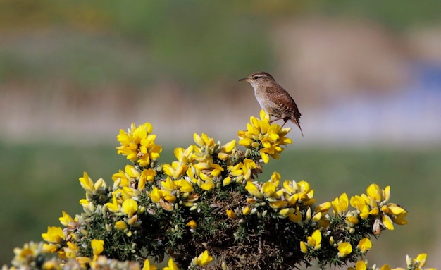 Wren chantant du haut d'un buisson d'ajoncs en fleurs