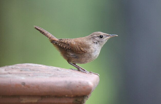 un wren de maison troglodytes aedon perché sur un poteau en bois