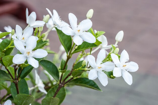 Wringhtia antidysenterica, Apocynaceae