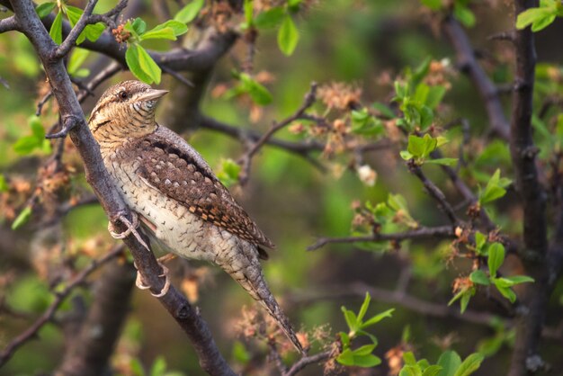 Wryneck assis sur une branche