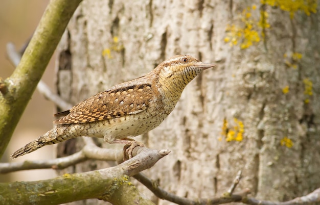 Wryneck jynx Un oiseau posé sur une branche méfiant