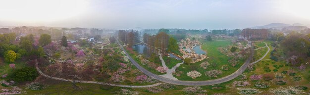 Wuhan East Lake Plum fleurit dans le jardin du paysage de printemps