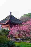 Photo wuhan east lake plum fleurit dans le jardin du paysage de printemps