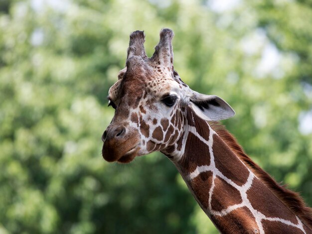 X9Girafe à l'état sauvage