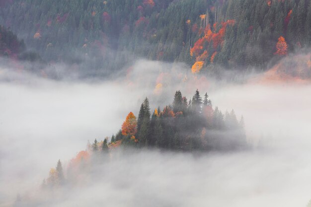 XAAmagnifique brouillard dense dans les montagnes des Carpates Ukraine