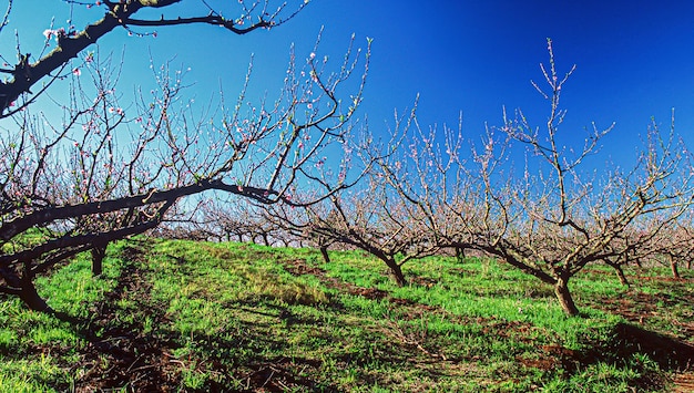 XAAplantations agricoles de différentes cultures L'agro-industrie au Brésil est le secteur qui fait le plus bouger l'économie du pays et génère des milliers d'emplois