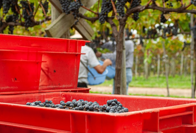 XAFarmer récoltant des raisins de cuve pendant la récolte à Santa Catarina Brésil Mise au point sélective sur les mains du travailleur rural