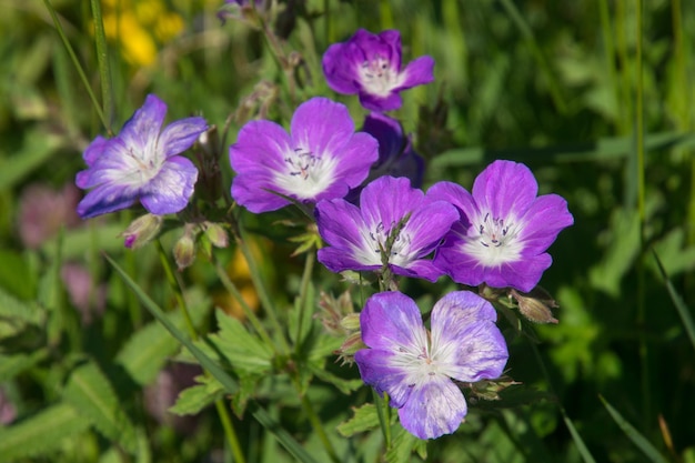 XAPaysage des Alpes françaises