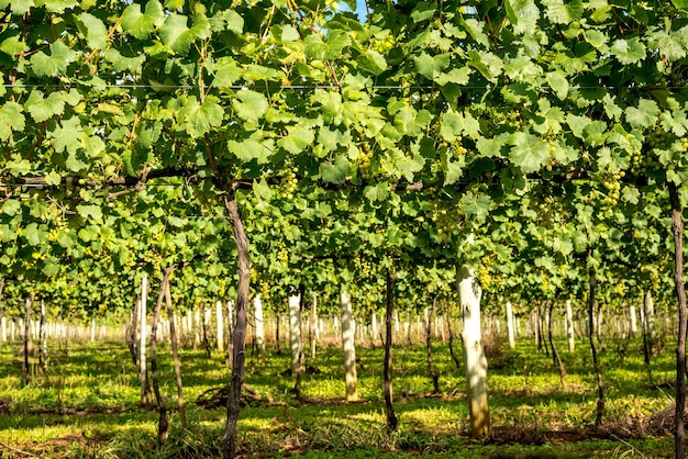 XASerra Catarinense Wineries Brésil Vins d'altitude