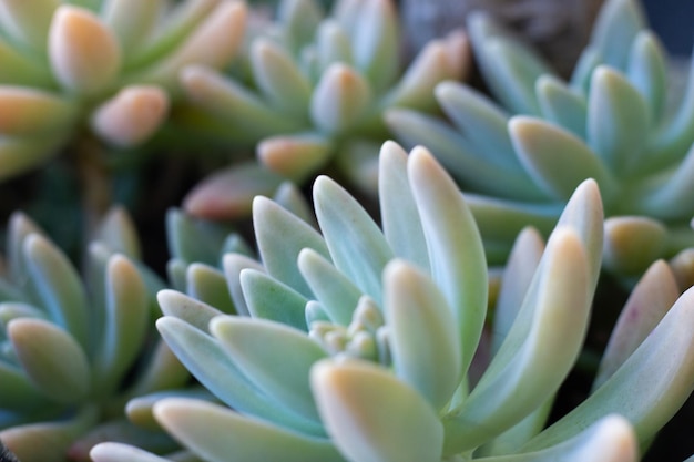 XDe belles plantes succulentes nommées dans de petits bols