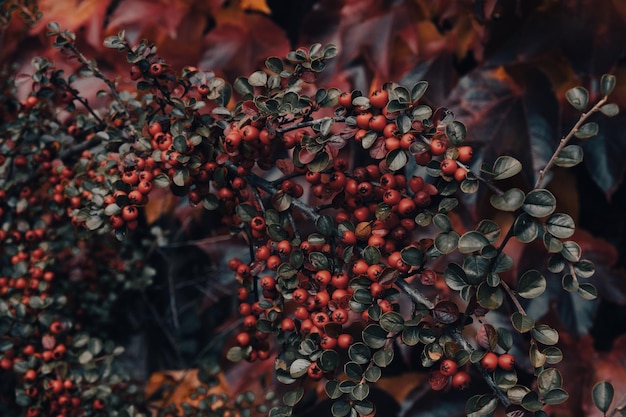 XDxADark fond floral d'automne Feuilles rouges et vertes de la plante Tonique