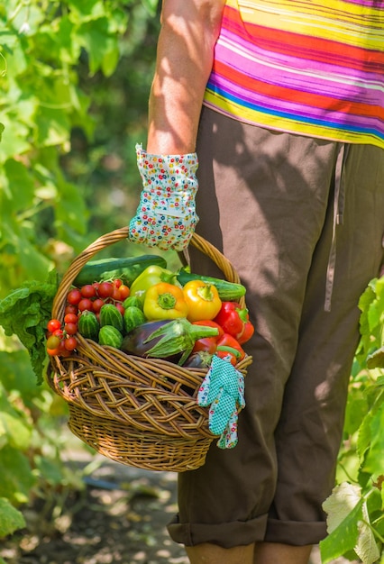 XUne femme tenant un panier de légumes frais dans son jardin