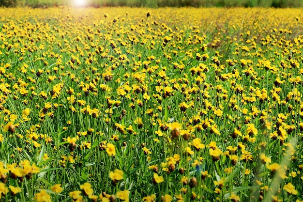 Xyridaceae fleurs jaunes dans un pré