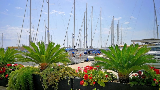 Des yachts en mer et des voiles sur les mâts en yachting