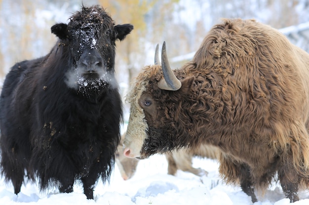 yacks à cornes sauvages en hiver